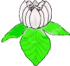 La Fleur de Lotus 614582